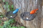 Bird on Nest Hanging