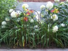 Flat Bar Fence