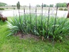 Free Standing Fence